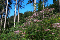 20200809_085226